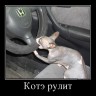 51315806_kote-rulit