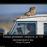 600229_gepard-razvivaet-skorost-do-110-kilometrov-v-chas