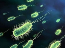 Плотоядные бактерии заживо съели подростка в течении двух дней