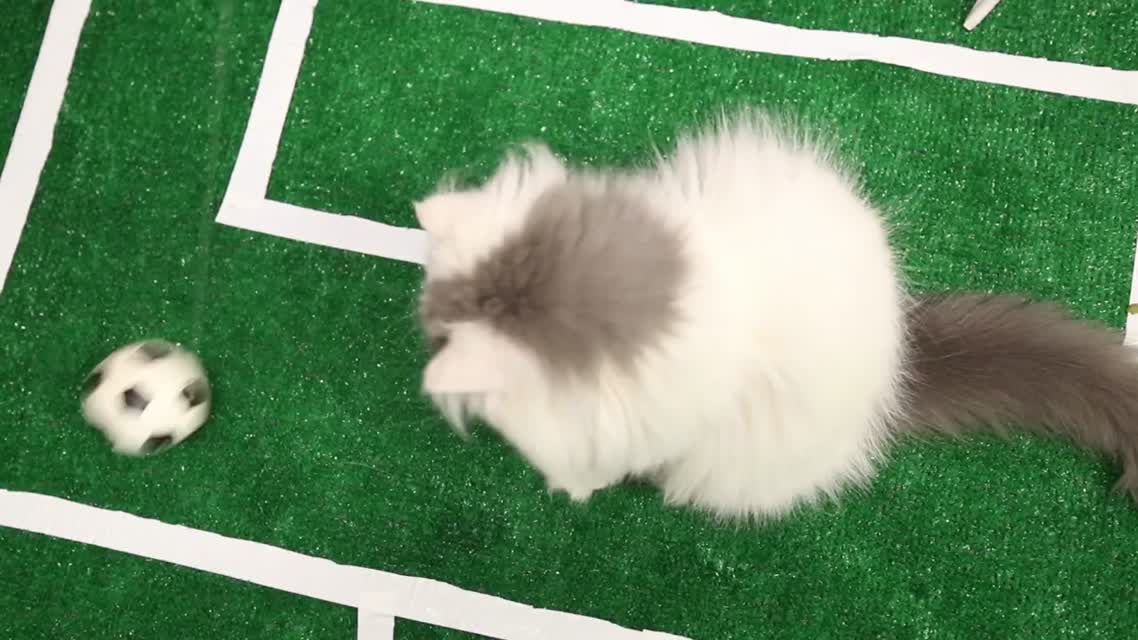 Коты играют в футбол