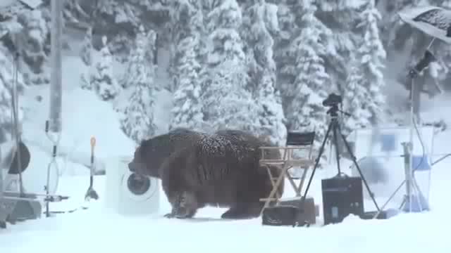 Mедведь на съемках рекламы (Кураж Бамбей)