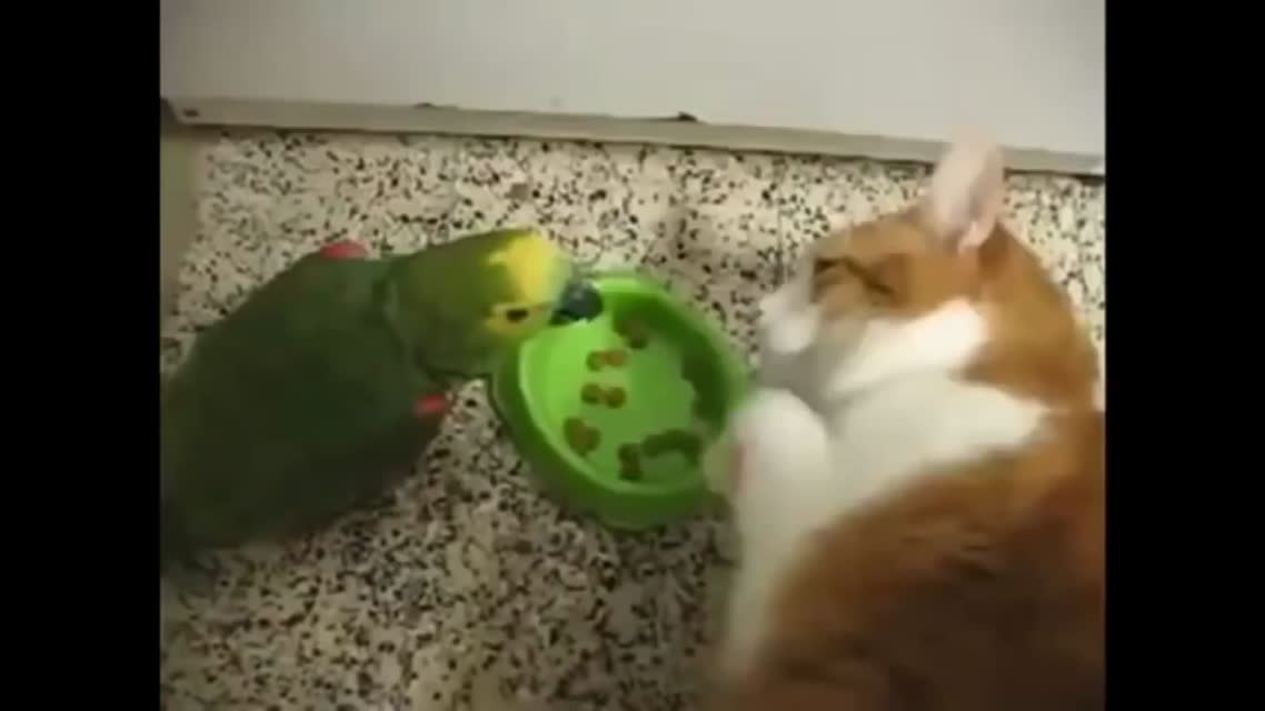 Попугай хамит за завтраком коту и получает за это сполна :)