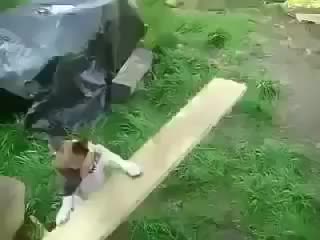 Собака инженера