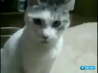 Кот в шоке!!!!!!