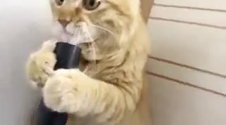 Кот который не боится пылесоса