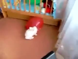 Кролик и воздушный шарик