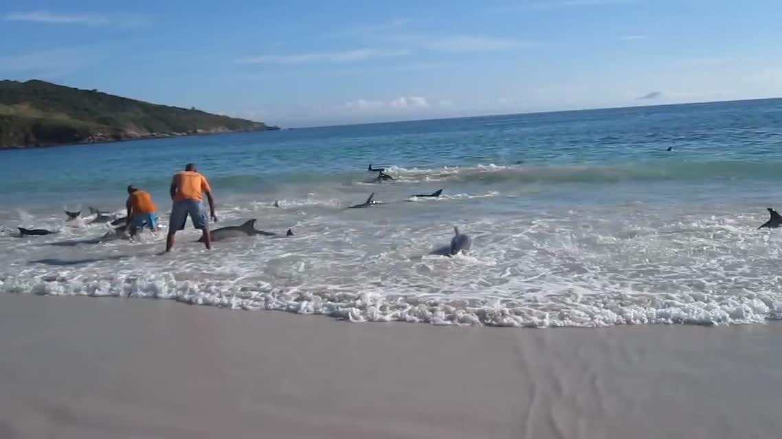 Дельфины, выбросившиеся на берег