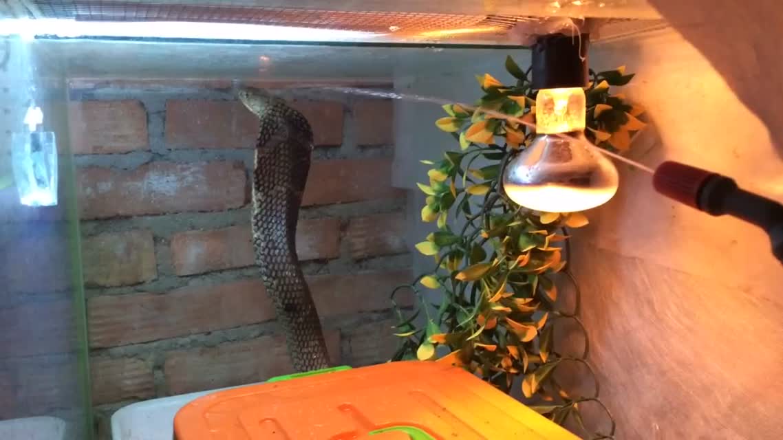Как кобра реагирует на воду