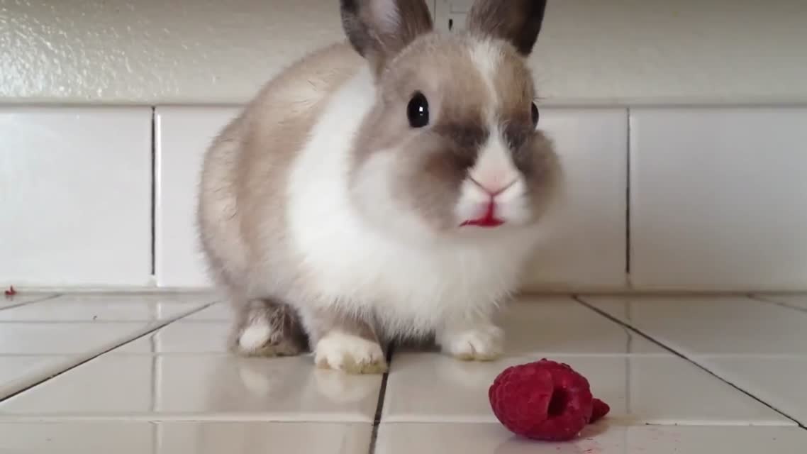 Кролик ест малину