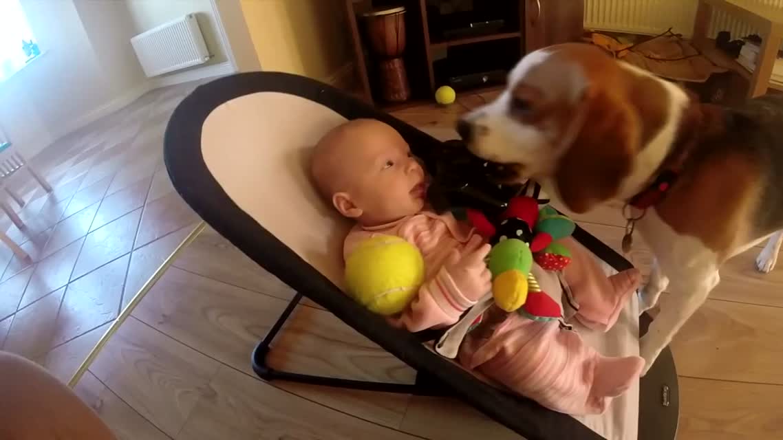 Собака извиняется перед ребёнком за то, что взяла игрушку