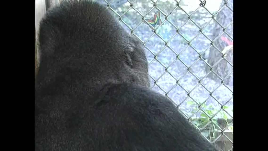 Трогательно видео о дружбе Робина Уильямса и гориллы Коко