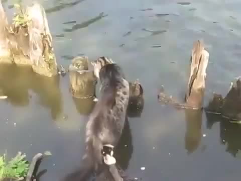 Кот ловит рыбу