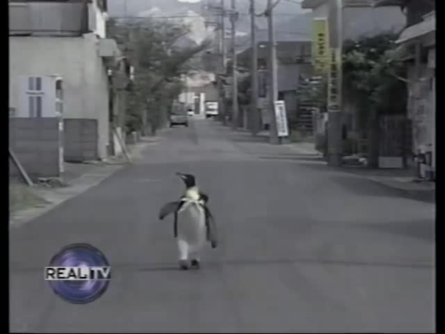 Pet Penguin in Japan