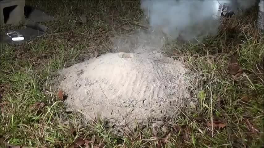 Как выглядит муравейник изнутри