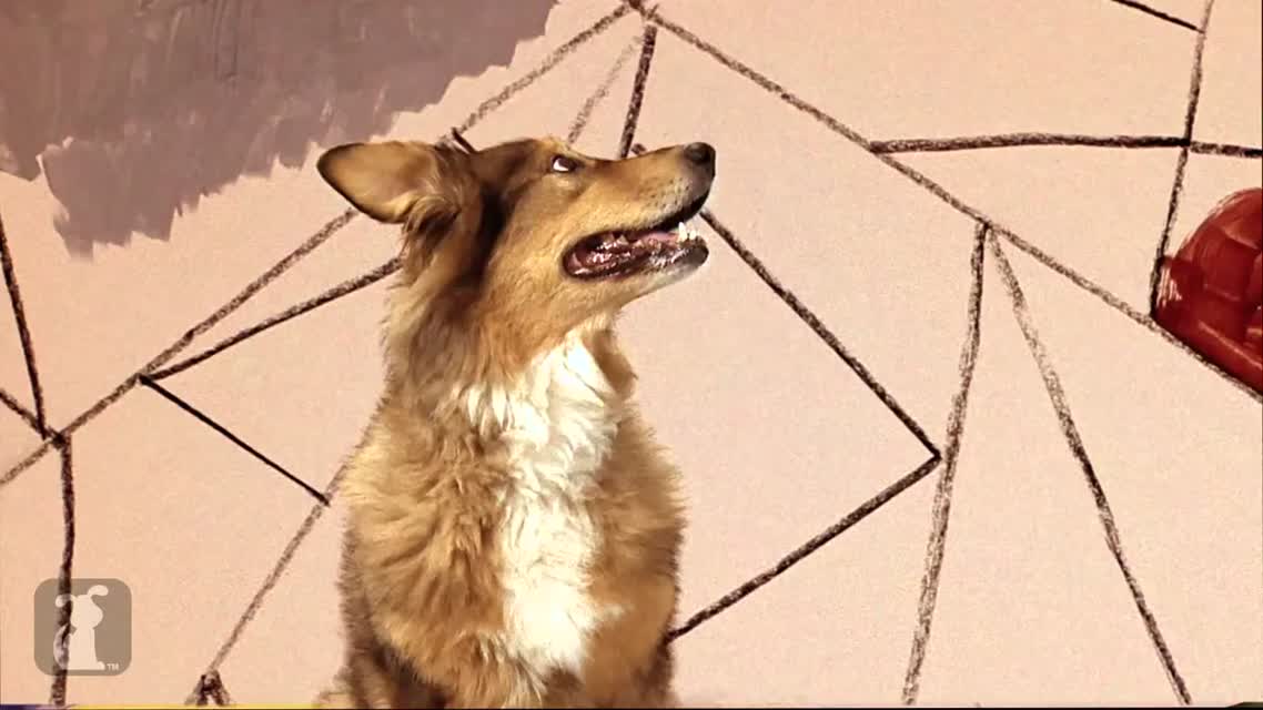 Gotye Dog Parody - Somebody That I Used To Know