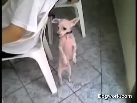 Собака танцует сальсу