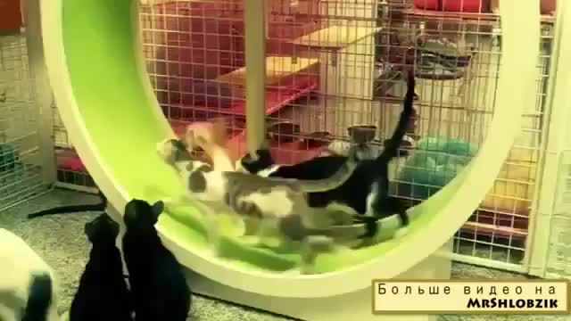 Кошки в колесе пытаются достать приманку