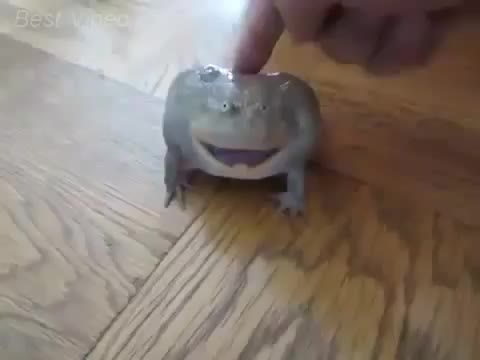 Реакция жабы на прикосновение