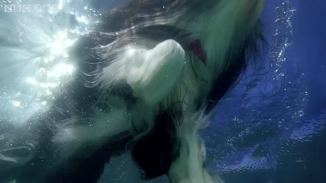 Собаки, плавающие под водой (Slow motion)