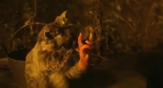 Крипота на ночь: "Кот с человеческими руками" ("The Cat With Hands")