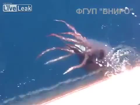 Русские моряки сняли на видео гигантского кальмара