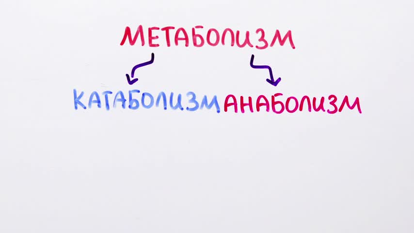 Как ускорить метаболизм - НАУЧПОК