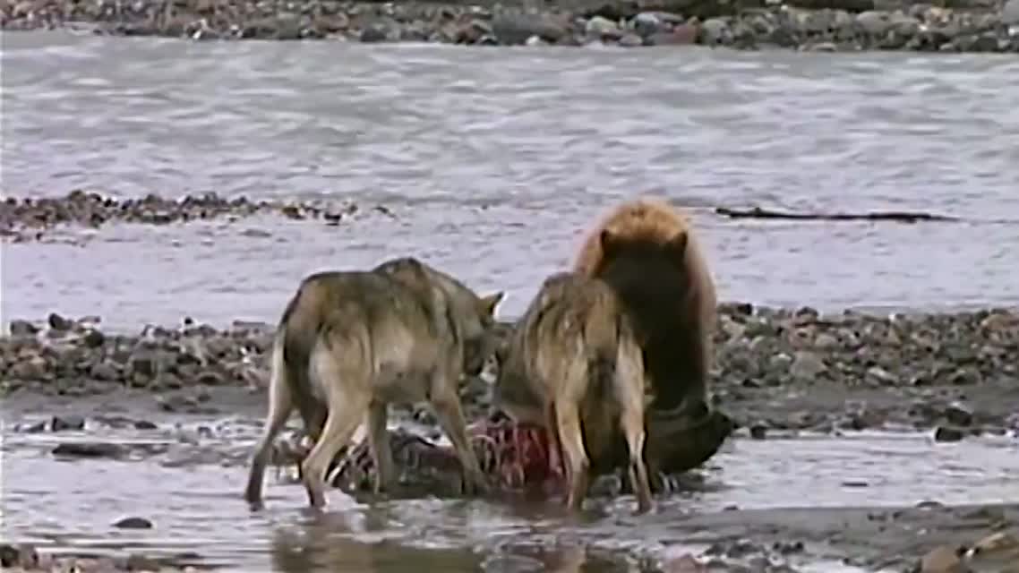 Grizzly Bear Battles 4 Wolves