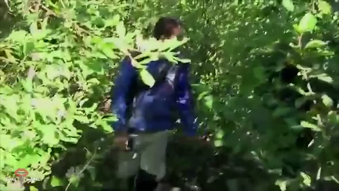 Пьяный Порошенко потерялся в лесу