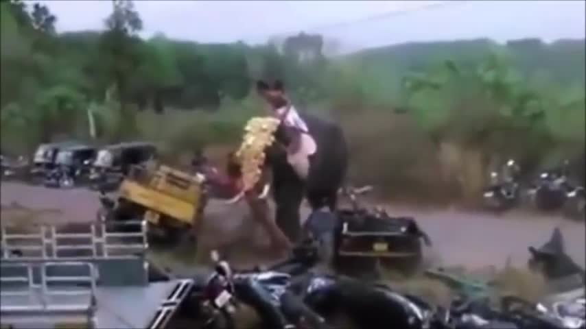 Indian elephant goes on the rampage during holy festival smashing vehicles in its path