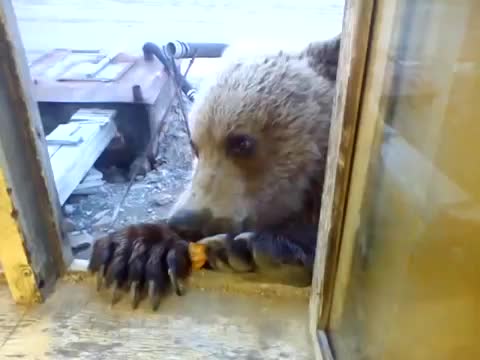 вот такие добрые русские медведи