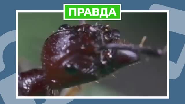 МОГУТ ЛИ ГРИБЫ ПРОИЗВОДИТЬ ЗОМБИ