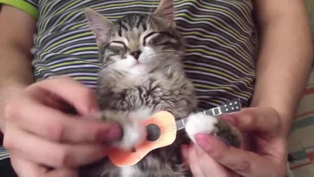 Котик-Музыкант