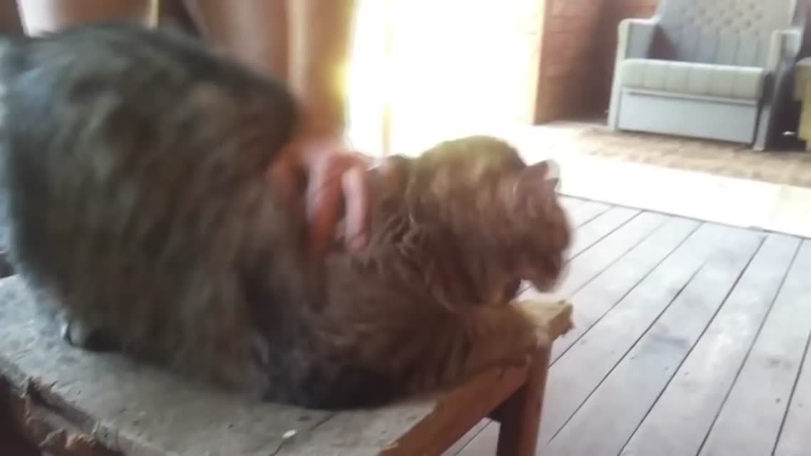 Толстый кот злится Angry fat cat YouTube 720p