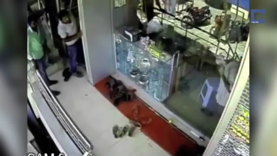 Обезьяна ограбила ювелирный магазин в Индии