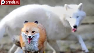 Заклятые друзья - арктический волк и лисица