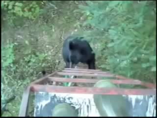 Bear Climbs Hunters Tree Stand