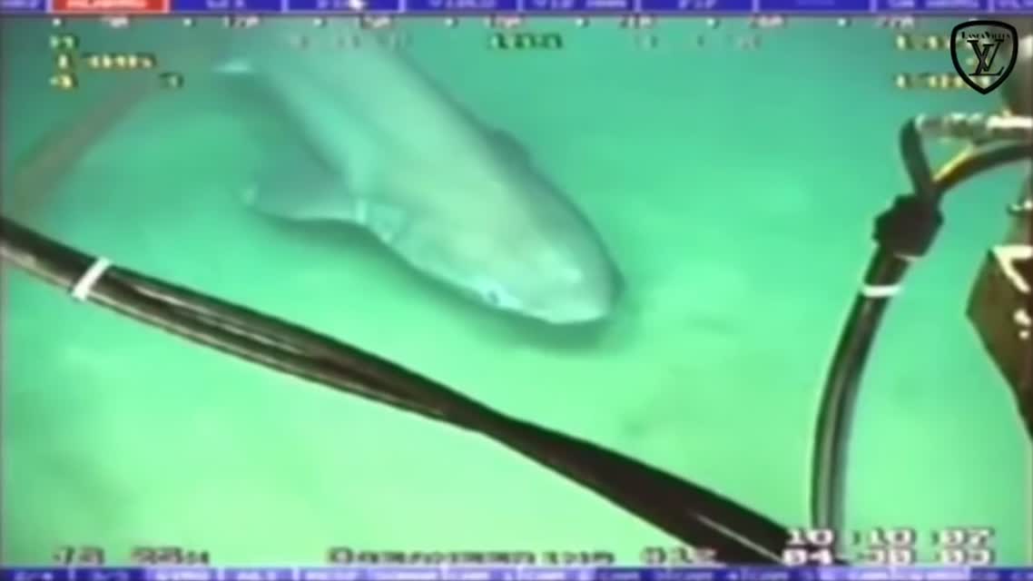 Нападение акулы на оптоволоконный кабель