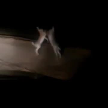 На Камчатке драка двух зайцев в свете автомобильных фар стала хитом интернета
