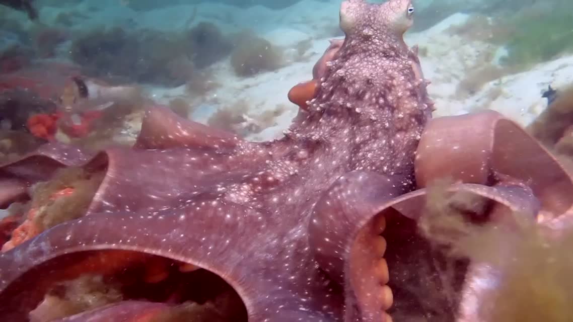 ANGRY HUNGRY AMAZING OCTOPUS