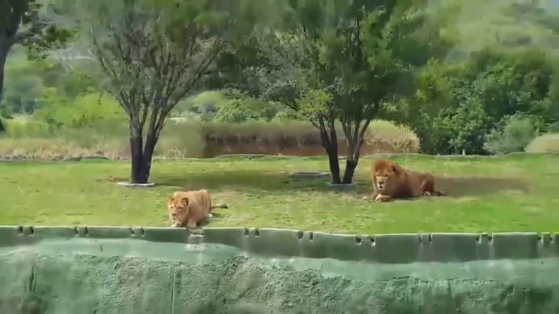 Tourists Scream As Lion Leaps At Them With No Fence
