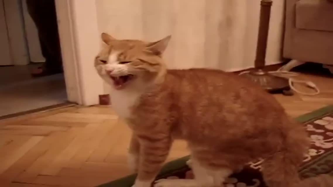 The vile act, cat rage